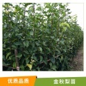 陜西107速生楊樹苗批發(fā)