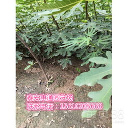 【陜西波姬紅無花果苗成熟期是幾月】-