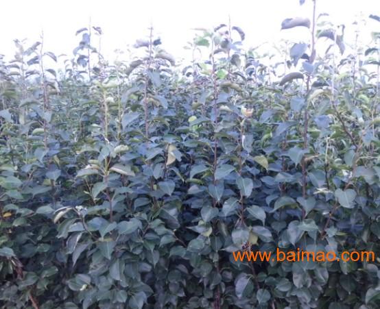 櫻桃樹苗批發(fā)–櫻桃樹苗廠家–櫻桃樹苗供應(yīng)商