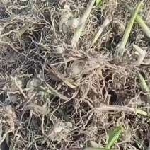 陜西白芨種苗