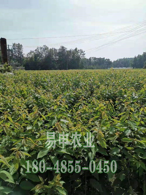 【青脆李子樹苗_陜西青脆李子樹苗價(jià)格_青脆李苗怎么種植】- 