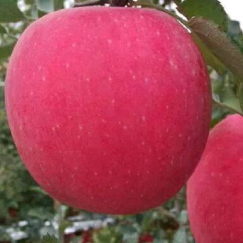 陜西煙富10號蘋果樹苗多少錢一棵