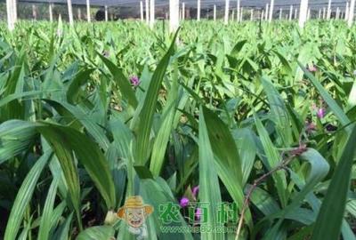價(jià)格下跌 白及種植賺錢嗎?(圖文)